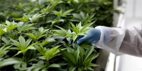 Cannabis