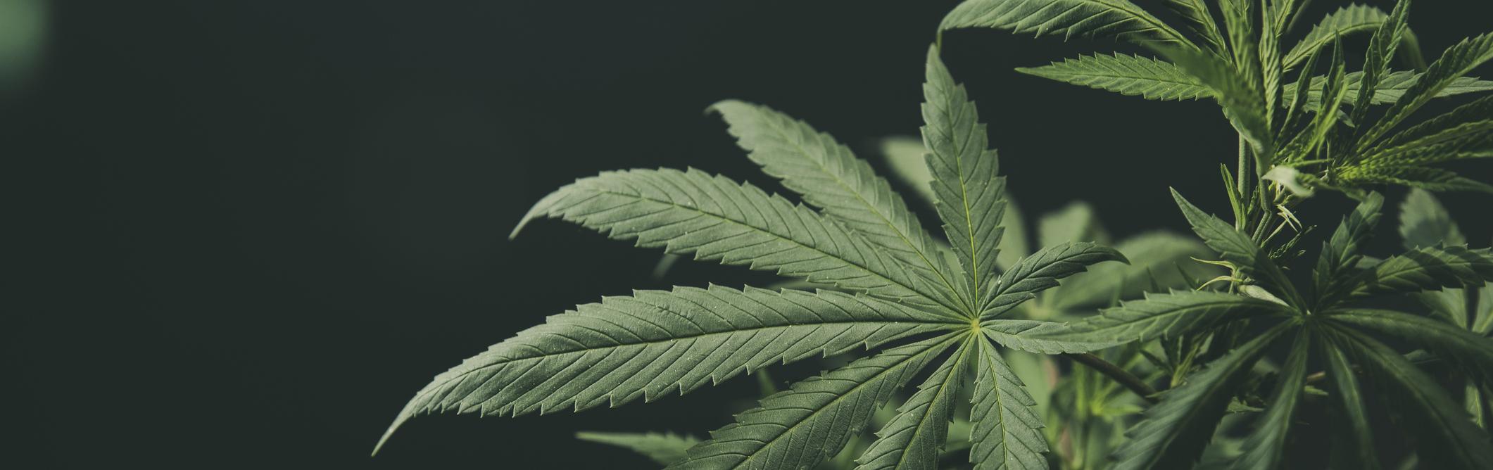 Cannabis